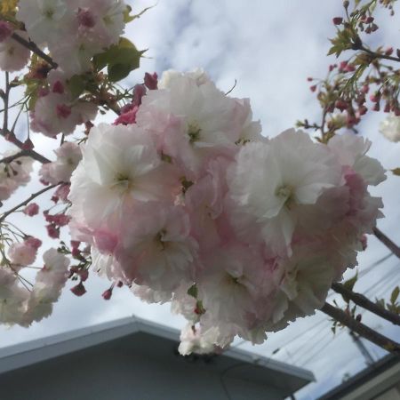 Cherry Blossom Apartment Napier Exterior photo